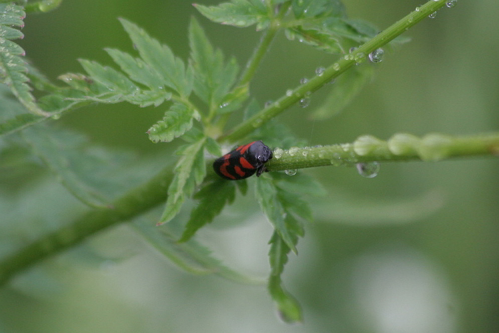 cercopis? Cercopis vulnerata.
